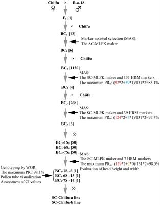 Development of self-compatible Chinese cabbage lines of Chiifu through marker-assisted selection